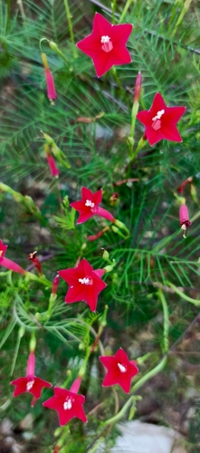 Cypress Vine