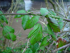 Rubus criniger