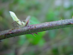 Rubus criniger