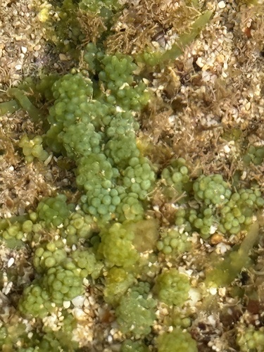 Caulerpa racemosa observed 2026-04-02