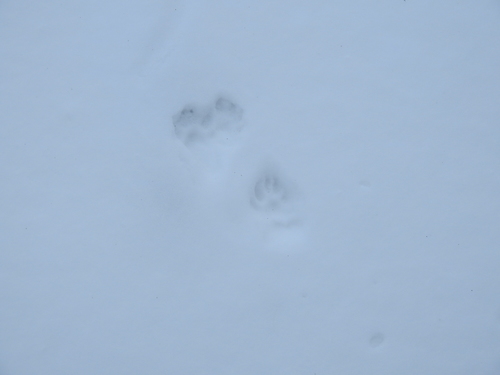 Domaći pas (Canis familiaris)