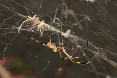 Trichonephila clavipes