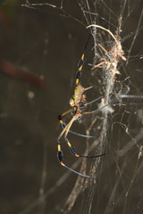 Trichonephila clavipes