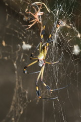Trichonephila clavipes