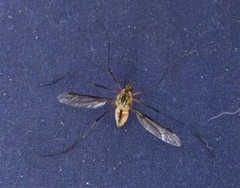 Leptotarsus vulpinus