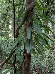 Rhaphidophora