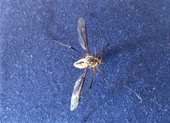 Leptotarsus vulpinus