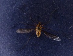 Leptotarsus vulpinus