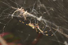 Trichonephila clavipes