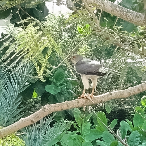 Shikra