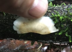 Podoscypha petalodes