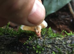 Podoscypha petalodes