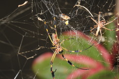 Trichonephila clavipes