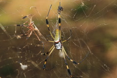 Trichonephila clavipes