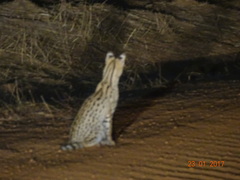 Leptailurus serval