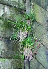 Carex pendula