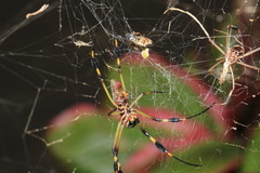 Trichonephila clavipes
