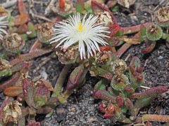 Mesembryanthemum paulum