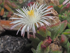 Mesembryanthemum paulum