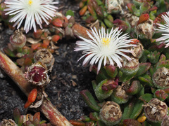 Mesembryanthemum paulum