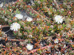 Mesembryanthemum paulum