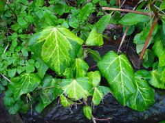 Hedera colchica