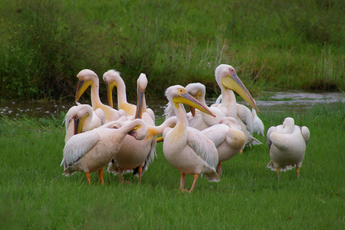 iNaturalist: (c) Tucker James, some rights reserved (CC BY-NC), uploaded by Tucker James iNaturalist image