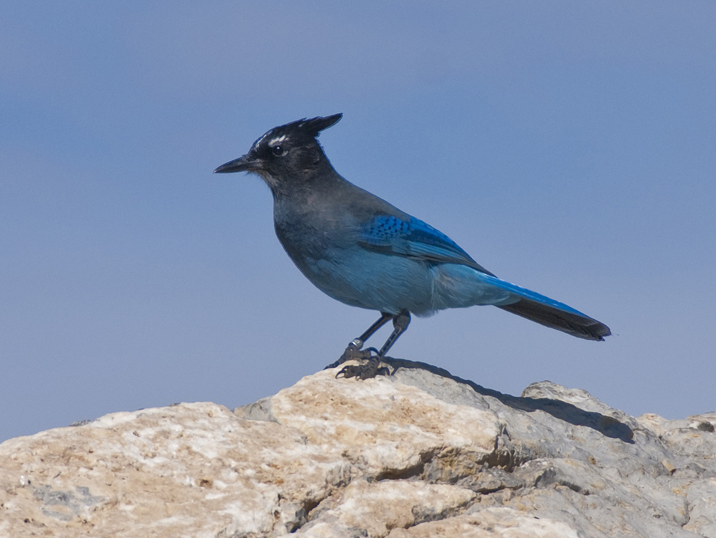 Steller's jay - Wikipedia