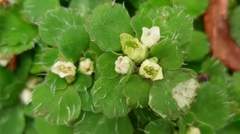 Chrysosplenium hebetatum