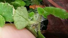 Chrysosplenium hebetatum