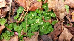 Chrysosplenium hebetatum