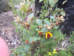Bossiaea ornata