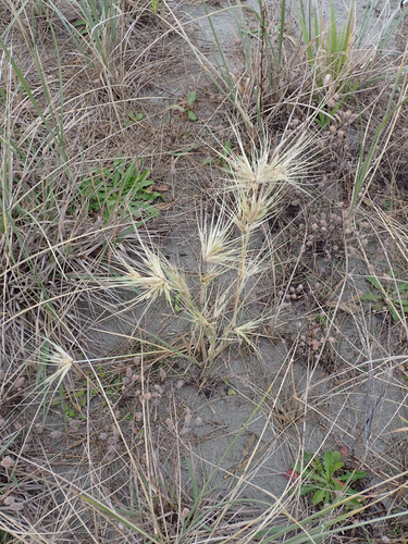 Beach Spinifex (Spinifex sericeus)