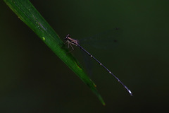 Chorismagrion risi
