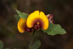 Bossiaea ornata