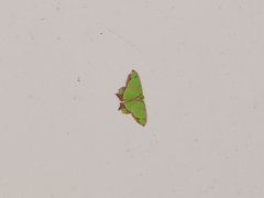 Agathia hilarata