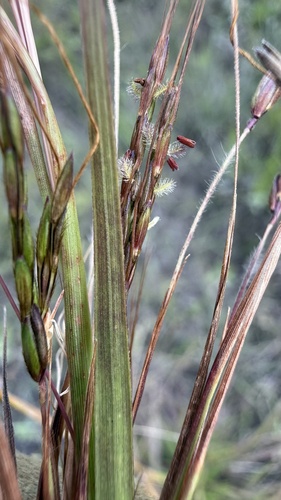 thatching grass (Hyparrhenia rufa)