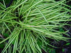 Carex oshimensis