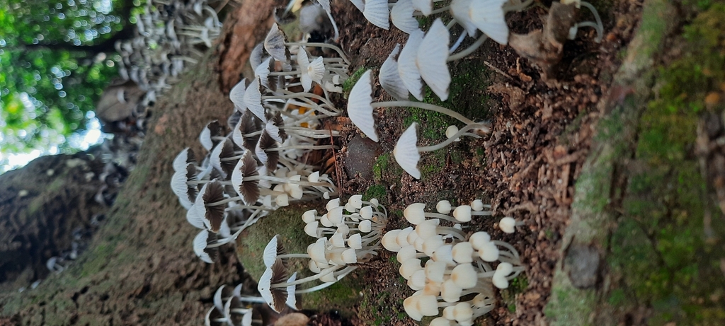 Coprinellus disseminatus · April 2026 · photo: © noeliamedina89 (iNaturalist, cc0)