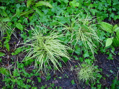 Carex oshimensis