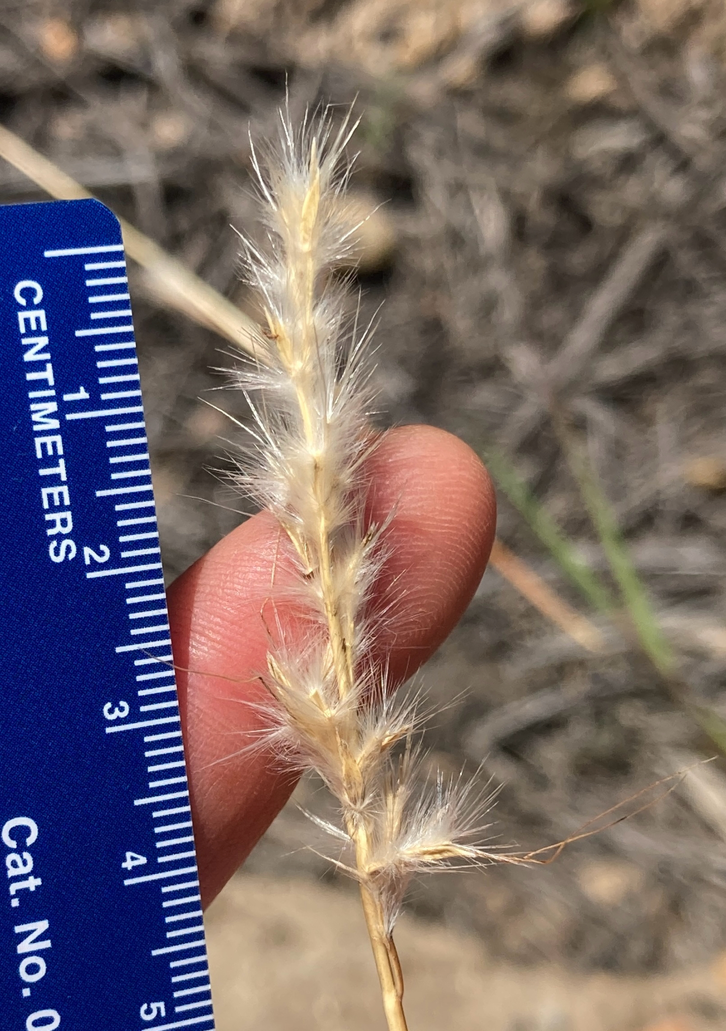 Cane Bluestem (Bothriochloa barbinodis)