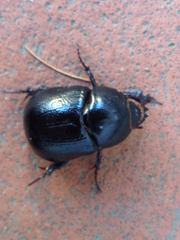 Pentodon bidens punctatus