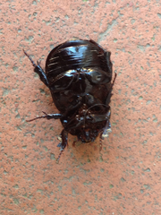 Pentodon bidens punctatus