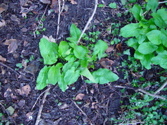 Arum maculatum