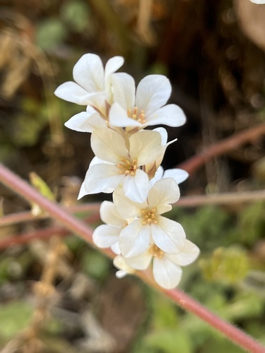 Bridal Wreath (Francoa appendiculata)