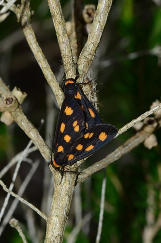 Asura cervicalis