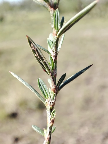Polygonum stypticum
