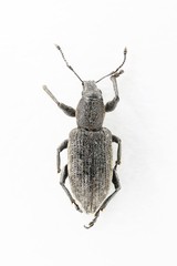 Tanymecus palliatus