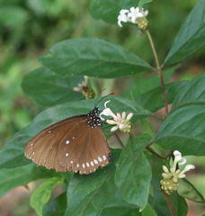 Euploea klugii erichsonii