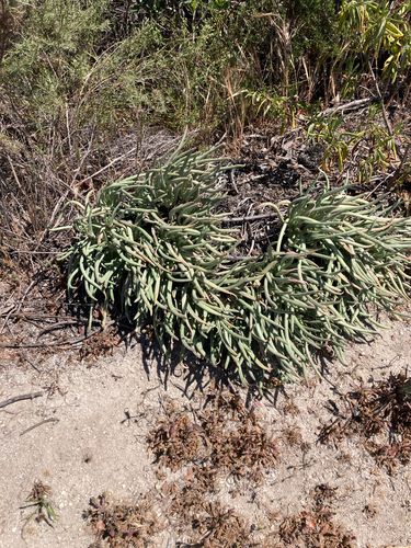 Fingertips (Dudleya edulis)